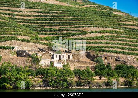 Weinberge entlang des Flusses Douro, Portugal. Stockfoto