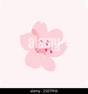 Rosa Sakura Kirschblüte blühend, isoliert auf rosa Hintergrund Stock Vektor