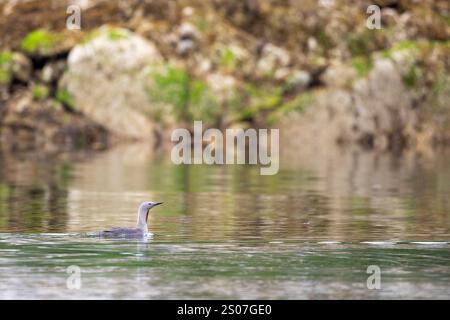 Einzelner rothohliger Lutentaucher, der um eine Bucht mit Felsen im Hintergrund schwimmt. McMicking Inlet auf Campania Island, British Columbia, Kanada Stockfoto