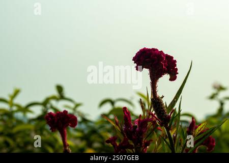 Celosia argentea Asian Garden Silver Cockscomb ist ein aufrechter, zarter jährlicher oder kurzlebiger Stauden, der für seine gute Verzweigung bekannt ist Stockfoto