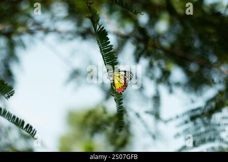 Ein gelber Schmetterling auf einem grünen Blatt. Schmetterling, eine der zahlreichen Insektenarten, die mehreren Familien angehören und fast weltwi verbreitet sind Stockfoto