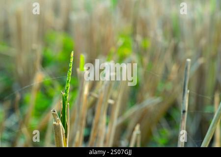 Paddy wird in der Regel in Ebenen Becken angebaut, die für die meiste Zeit der Vegetation überflutet werden. Paddy wird zu Reis gemacht. Reis ist das Grundnahrungsmittel der Menschen in Stockfoto