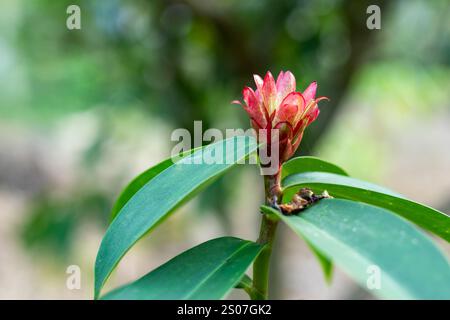 Rot-weiß Costus, allgemein bekannt als Stepladder oder SpiralIngwer, ada wurde kürzlich als eigene taxonomische Familie bezeichnet. Es ist wild und Heimat Stockfoto