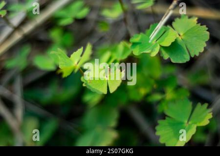 Kleine Wasserklee die langstieligen Blätter haben vier kleeähnliche Lappen. Der Körper ist klein und weich, im Allgemeinen grün oder grünlich. Es kann krautig sein Stockfoto