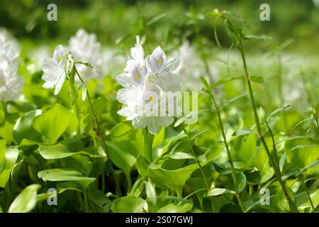 Die Blätter sind weiß und violett. Die Wasserhyazinthe ist eine tropische, schwimmende aquatische Pflanzenpflanze, Eichhornia crassipes, die reichlich wächst Stockfoto