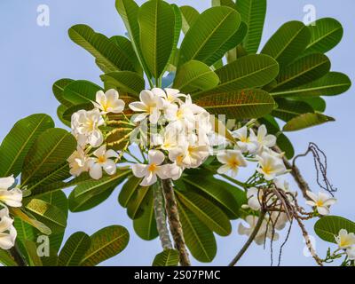 Nahaufnahme von plumeria Blumen Stockfoto