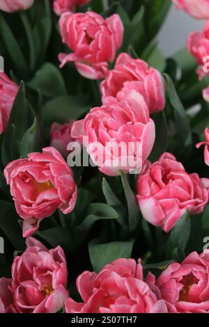Leuchtend rosa Tulpen mit zarten weißen Kanten, umgeben von üppig grünen Blättern, perfekt für Blumen- und Naturmotive Stockfoto