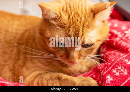 Eine orangene Katze schläft friedlich auf einer gemütlichen roten Decke und genießt ihr Nickerchen an einem warmen und komfortablen Ort Stockfoto