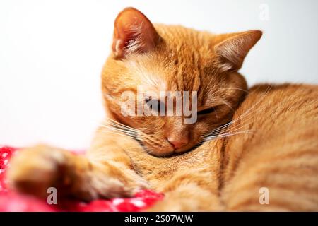 Eine orangene Katze liegt bequem auf einer leuchtend roten Decke und genießt ihren gemütlichen Platz, während sie sich in der Wärme und Weichheit des Stoffes sonnt Stockfoto