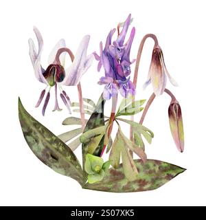 Frühlingswaldblumen, weiße Erythronium-Forellenlilienknospen, gefleckte Blätter, lila corydalis-Wicke Orchideen, handgezeichnet in Aquarellen. Botanik isoliert Stockfoto