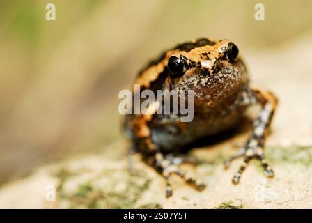 Der Bänderfrosch (Kaloula pulchra) in der Nähe des Taman Negara Naturparks, Malaysia Stockfoto