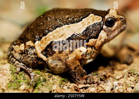Der Bänderfrosch (Kaloula pulchra) in der Nähe des Taman Negara Naturparks, Malaysia Stockfoto