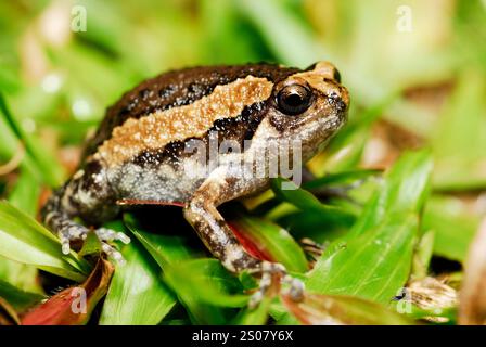 Der Bänderfrosch (Kaloula pulchra) in der Nähe des Taman Negara Naturparks, Malaysia Stockfoto