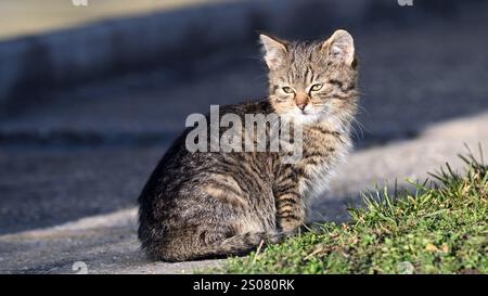 Porträt einer gestreiften Tabbykatze, die draußen sitzt und sich im Winter im Sonnenlicht aufwärmt, im Breitbildformat Stockfoto