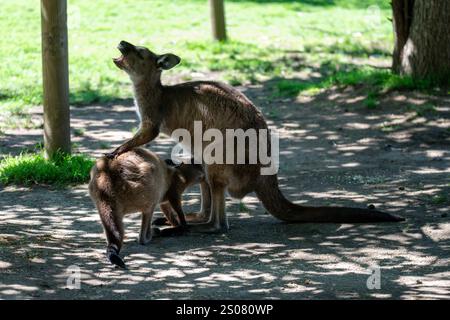 Kangaroo Island Kängurus sind eine Unterart des Western Grey Kängurus. Stockfoto