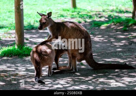 Kangaroo Island Kängurus sind eine Unterart des Western Grey Kängurus. Stockfoto