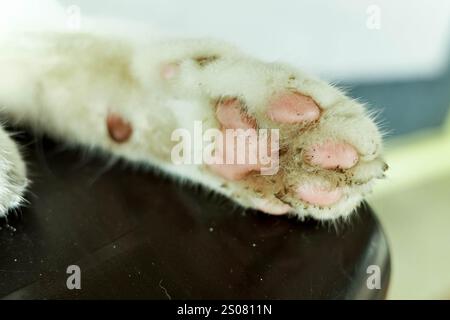 Nahaufnahme des Fußes einer Katzenpfote Stockfoto
