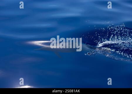 Ein eleganter Delfin gleitet direkt unter der ruhigen, blauen Oberfläche des Ozeans und erzeugt sanfte Wellen und ein Spritzen. Sonnenlicht reflektiert sanft auf dem Wasser, hoch Stockfoto