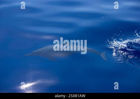 Ein eleganter Delfin gleitet direkt unter der ruhigen, blauen Oberfläche des Ozeans und erzeugt sanfte Wellen und ein Spritzen. Sonnenlicht reflektiert sanft auf dem Wasser, hoch Stockfoto