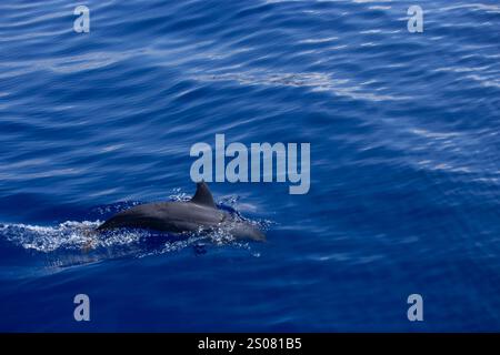 Ein eleganter Delfin gleitet direkt unter der ruhigen, blauen Oberfläche des Ozeans und erzeugt sanfte Wellen und ein Spritzen. Sonnenlicht reflektiert sanft auf dem Wasser, hoch Stockfoto