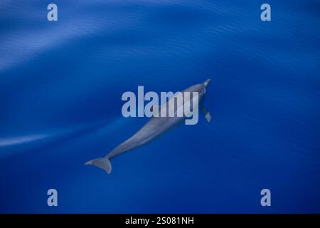 Ein eleganter Delfin gleitet direkt unter der ruhigen, blauen Oberfläche des Ozeans und erzeugt sanfte Wellen und ein Spritzen. Sonnenlicht reflektiert sanft auf dem Wasser, hoch Stockfoto