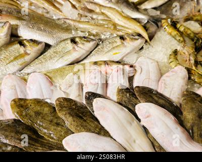 Die Seezunge dover-Fische, Solea solea, Plattfische der Familie Soleidae, ihre gräulich-braune, während die Unterseite weiß ist, mit anderen Arten Stockfoto