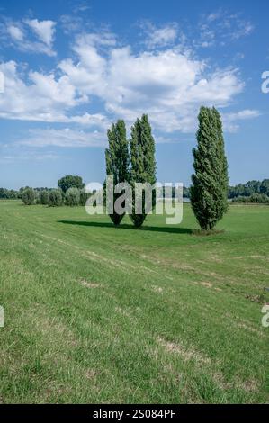 pappelbaum bzw. Populus nigra italica am Rhein, Rheinland, Deutschland Stockfoto