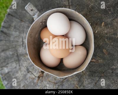 Frische, farbenfrohe Eier in einem rustikalen Metallbecher gesammelt, auf einer verwitterten Holzoberfläche platziert und schaffen ein bezauberndes Stillleben Stockfoto