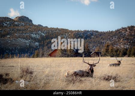 Hirsch-Buck-Gruppe, die auf Gras sitzt und Berge umgibt. Foto an einem klaren blauen Himmel Stockfoto