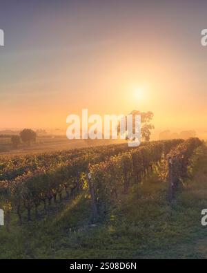 Bolgheri Weinberge und ein Baum in einem nebeligen Sonnenuntergang. Castagneto Carducci, Toskana, Italien Stockfoto