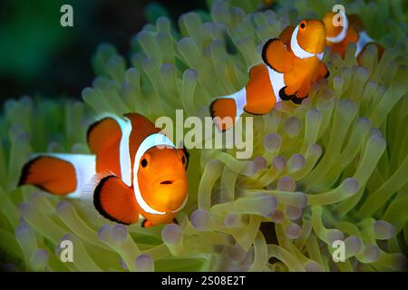Der ocellaris clownfisch (Amphiprion ocellaris). Das Foto wurde auf der Insel Romblon auf den Philippinen gemacht Stockfoto