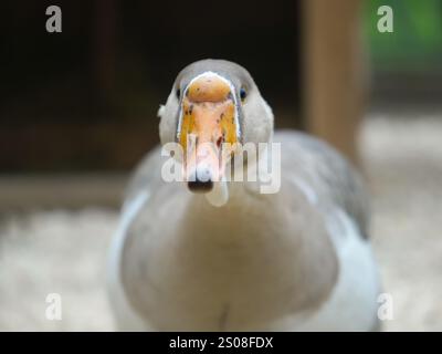 Nahaufnahme einer Gans mit markantem orangenem Schnabel und ausdrucksstarken Augen, die ein fesselndes Porträt dieses gewöhnlichen Hofvogels erschaffen Stockfoto