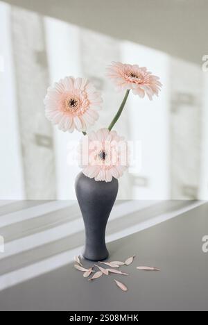 Drei pastellfarbene Gerberas in grauer Vase mit Schatten von Vorhängen an der Rückwand Stockfoto