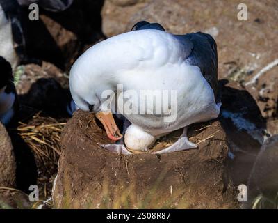 Ein Schwarzbrauen-Albatros, der auf einem typischen vulkanförmigen Schlammnest sitzt, zeigt ein einzelnes weißes Ei Stockfoto