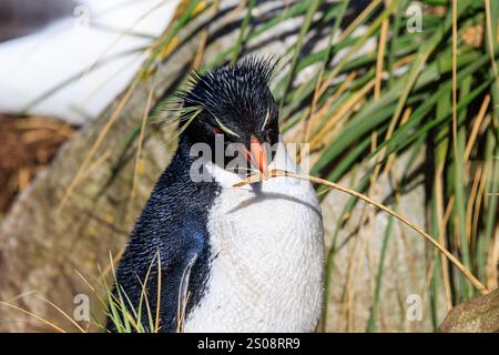 Nahaufnahme eines Steinhopper-Pinguins, der Stangen von Tussac-Gras auf der West Point Island falklands trägt Stockfoto