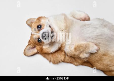 Aus der Vogelperspektive des niedlichen, charmanten reinrassigen Corgi, der auf dem Rücken liegt, mit verspieltem, lustigem Ausdruck, der auf die Kamera vor weißem Hintergrund blickt. Stockfoto