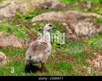 Gänsehaut-Küken im Maulgefieder, die über ein felsiges Feld auf der West Point Island falklands spazieren Stockfoto