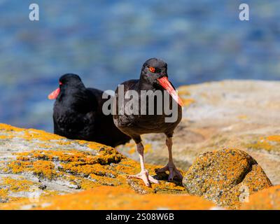 Schwarzer Austernfänger, der auf orangefarbenem Flechtenfelsen mit orangefarbenem, gelbem Auge und rotem Augenring steht, hervorstehend mit dem zweiten Vogel und dem Meer i Stockfoto