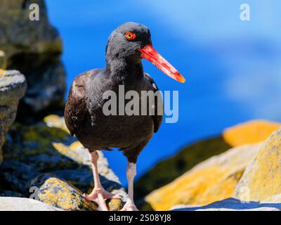 Schwärzlicher Austernfänger, der auf Felsen läuft, die mit orangefarbenen Flechten, orangefarbenen Schälchen, gelbem Auge und rotem Augenring bedeckt sind Stockfoto