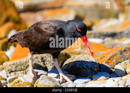 Schwärzliches Austernfänger-Seitenprofil, das auf Felsen läuft, die mit orangefarbenen Flechten, orangefarbenen Schälchen, gelbem Auge und rotem Augenring bedeckt sind Stockfoto