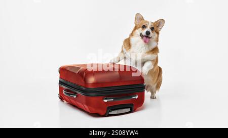 Porträt des niedlichen charmanten Corgi-Hundes steht in der Nähe der roten Gepäcktasche mit neugierigem Ausdruck vor weißem Studiohintergrund. Stockfoto
