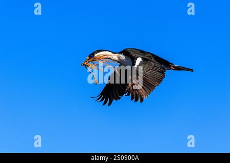 kaiserlicher Kumpel oder blauäugiger Kormoran im Flug, der Algen als Nistmaterial zurück in die Kolonie auf Kumpelfelsen in scotia in der Nähe von südgeorgien transportiert Stockfoto