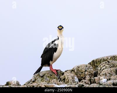 Ein imperialer Sack steht aufrecht auf grauem Felsenprofil, mit dem Kopf, der direkt auf die blauen geringten Augen und den gelben Nasenknopf blickt Stockfoto