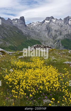 Wanderung auf Pena Main im Nationalpark Picos de Europa, Spanien Stockfoto