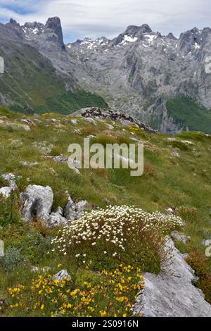 Wanderung auf Pena Main im Nationalpark Picos de Europa, Spanien Stockfoto