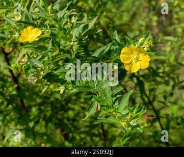 Blüten und Laub der peruanischen Primelweide Ludwigia peruviana wächst in einer dichten Kolonie in Florida in einem Feuchtgebiet. In Peru beheimatet. Stockfoto