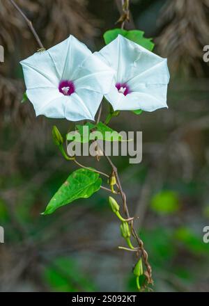 Zwei weiße Blüten mit tiefvioletten Zentren der wilden Kartoffelrebe, Ipomoea pandurata. Charakteristische, sich windende violette Stiele und herzförmige Blätter. Stockfoto