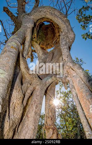 Ein dramatischer Blick auf eine große Strangler-Feige, die eine Palme zu Tode gepresst hat. Fotografiert vor einem hellblauen Himmel mit Sonnenaufgang. Stockfoto