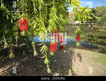 Weinende Großbrust, Callistemon viminalis, mit auffälligen roten Blumenhaufen, Knospen und Laub, die in Richtung Boden herabhängen. In Australien beheimatet. Stockfoto