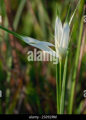 Rhynchospora spp., Segge mit weißer Spitze. Nahaufnahme der langen weißen und grünen Spitzblätter und schlanken Blätter. Stockfoto